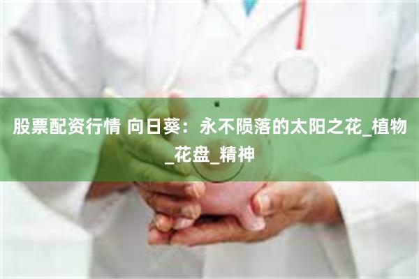 股票配资行情 向日葵：永不陨落的太阳之花_植物_花盘_精神