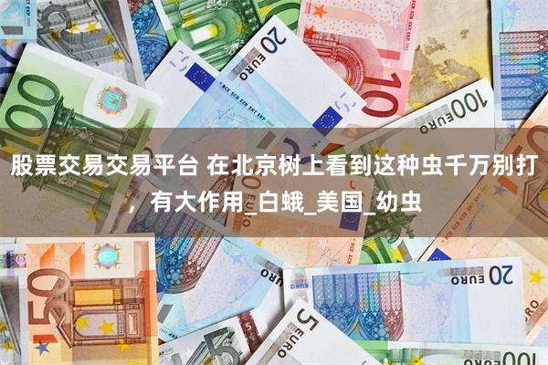股票交易交易平台 在北京树上看到这种虫千万别打，有大作用_白蛾_美国_幼虫